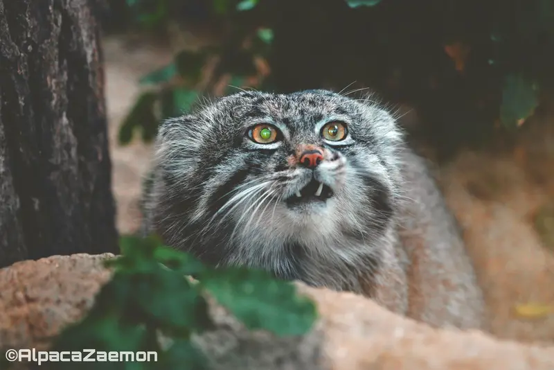 Фотография Нара в Царстве Животных Кобе