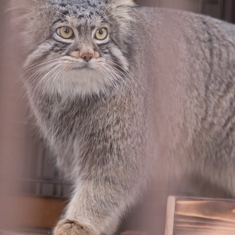 Фотография Фиги в Зоопарке Ногеяме