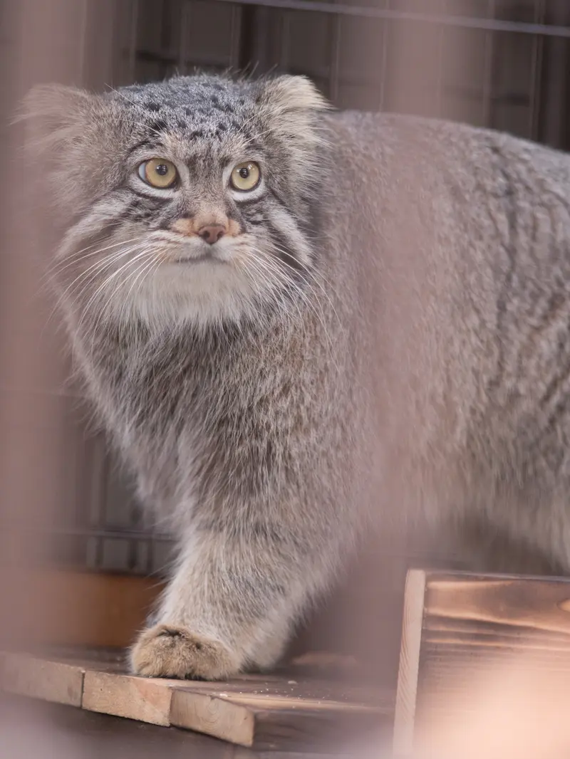 Фотография Фиги в Зоопарке Ногеяме