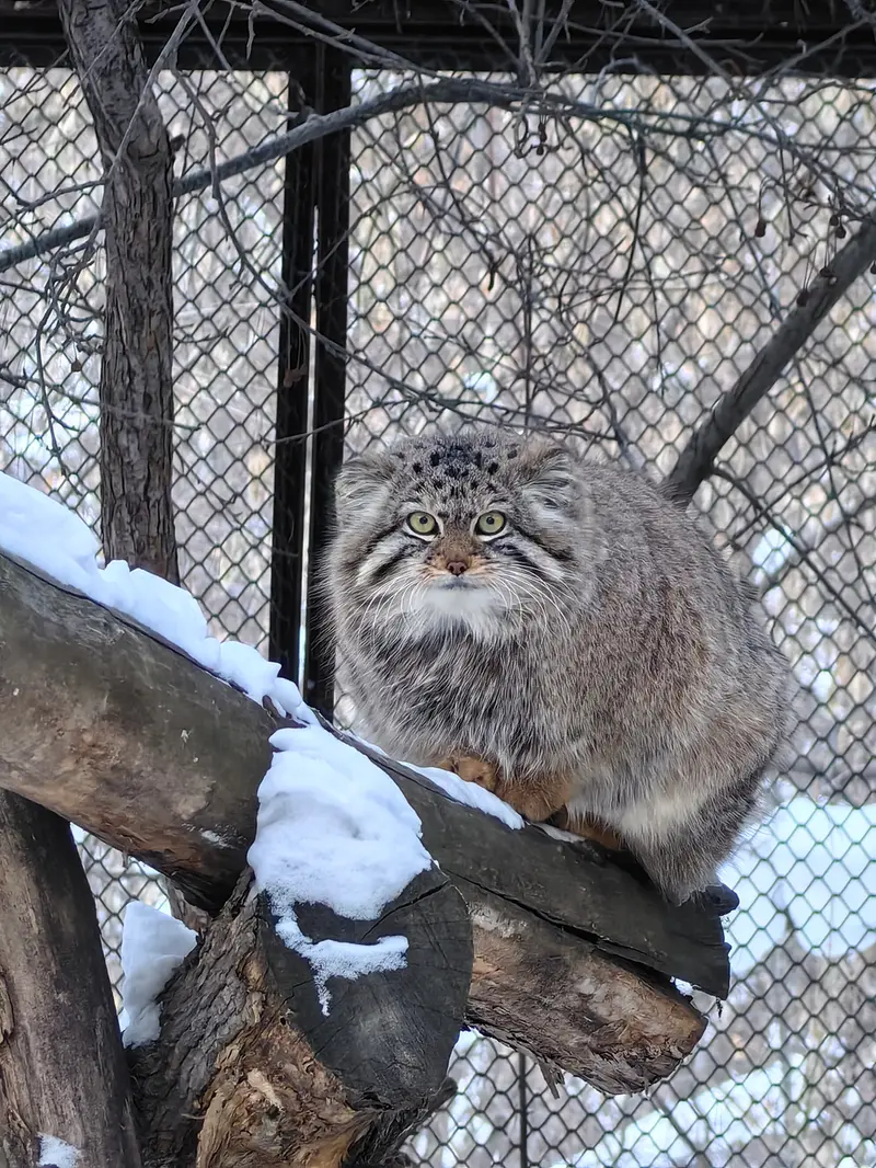 Фотография Сычика в Новосибирском Зоопарке