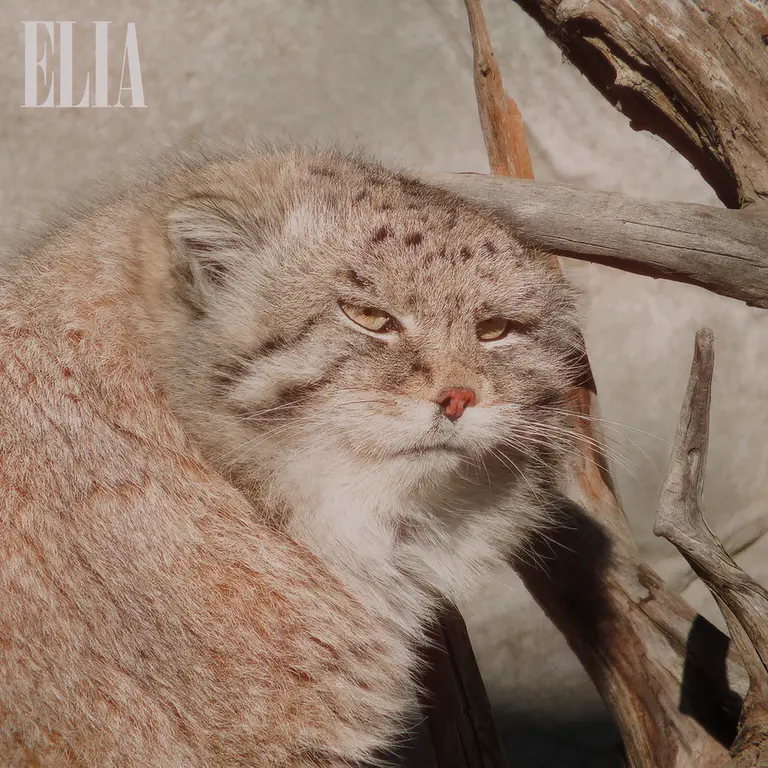 Фотография Олафа в Зоопарке Калгари / Институте Уайлдере