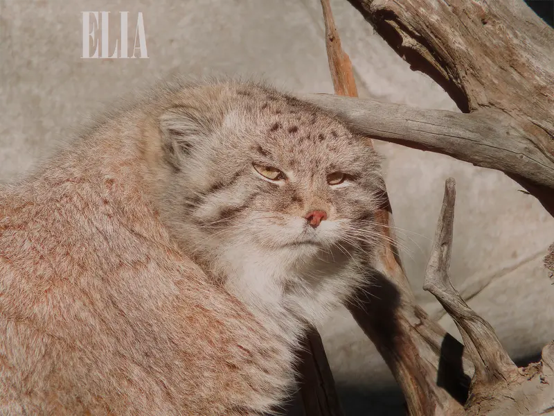 Фотография Олафа в Зоопарке Калгари / Институте Уайлдере