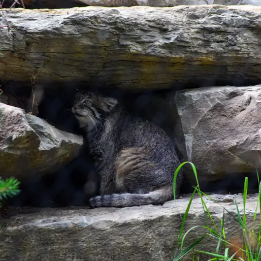 Фотография Пемы в Зоопарке Калгари / Институте Уайлдере