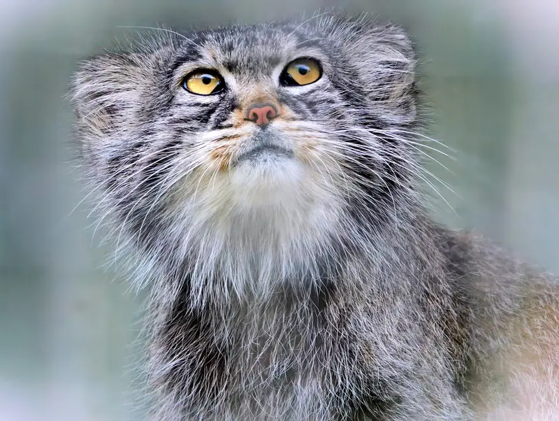 Фотография Алдана в Зи-Зуу