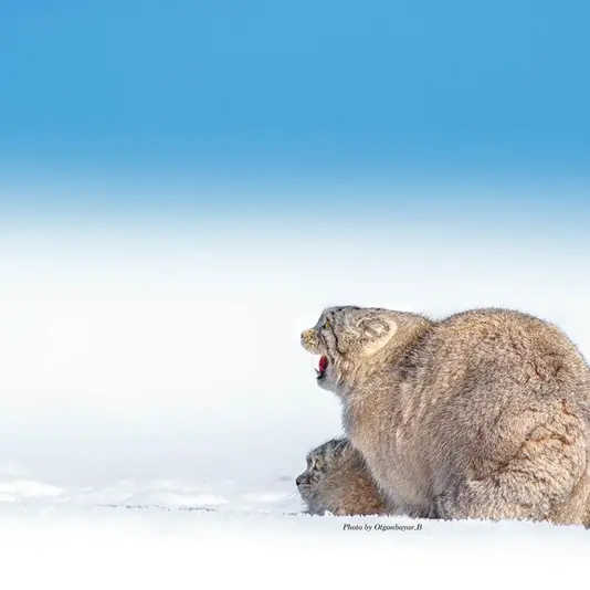 Фотография с манулом