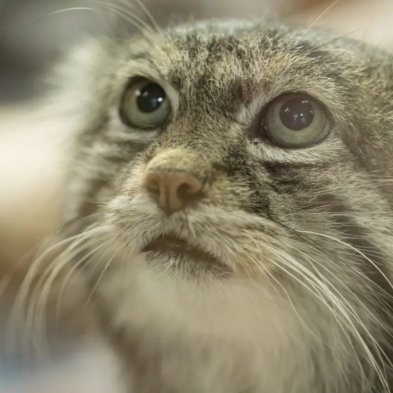 Фотография Клёна в Зоопарке Уено