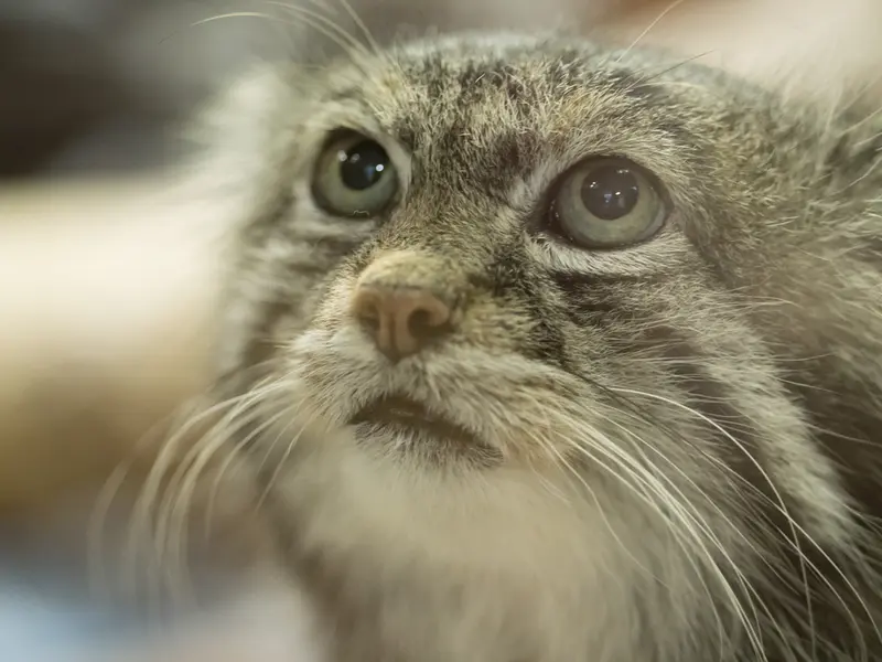 Фотография Клёна в Зоопарке Уено