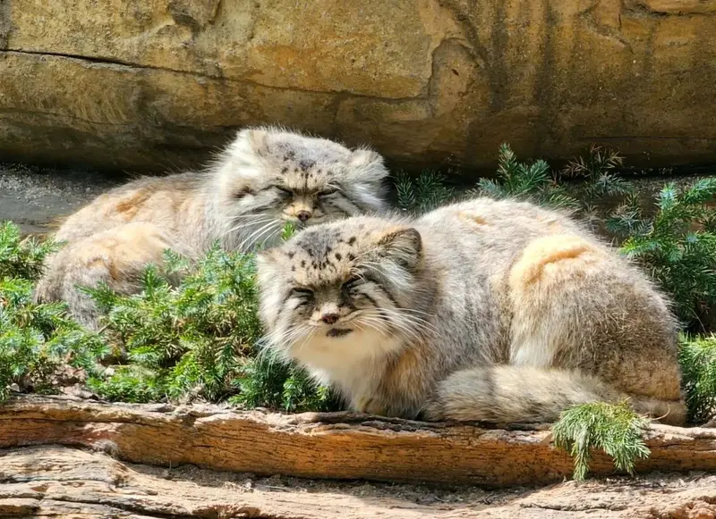Фотография с манулом