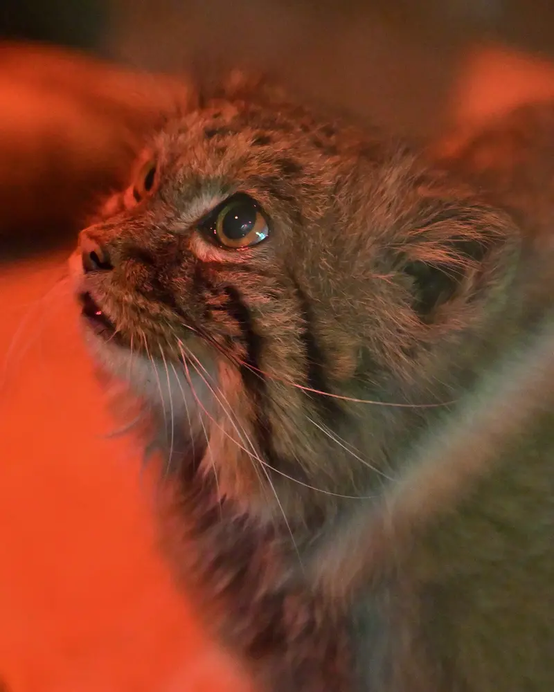 Фотография Найма в Зоопарке Уено