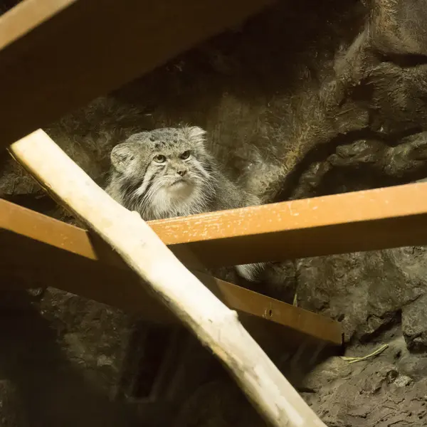 Фотография Клёна в Зоопарке Уено