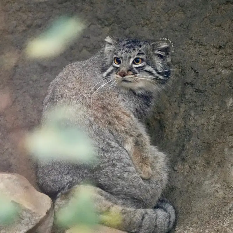Фотография Мей в Царстве Животных Кобе