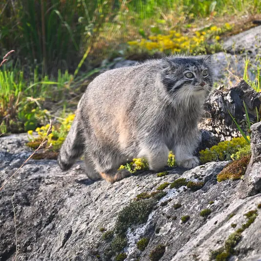 Фотография Мими в Зоопарке Коркеасаари