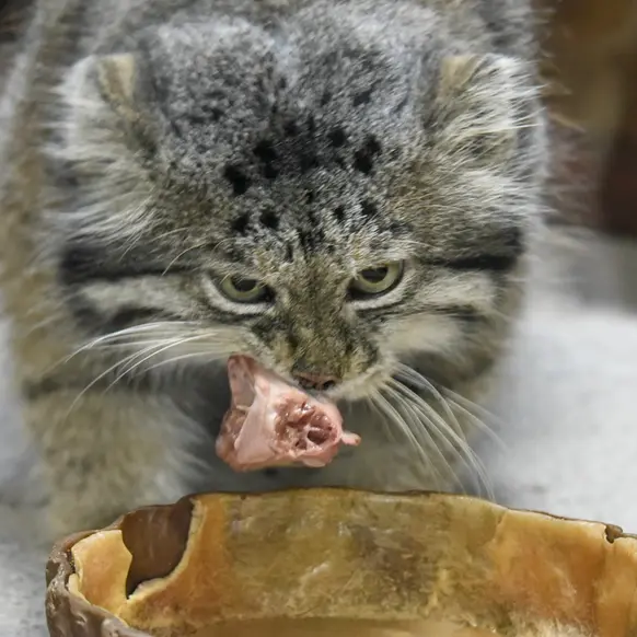 Фотография Клёна в Зоопарке Уено