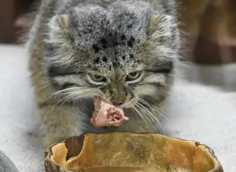 Фотография Клёна в Зоопарке Уено