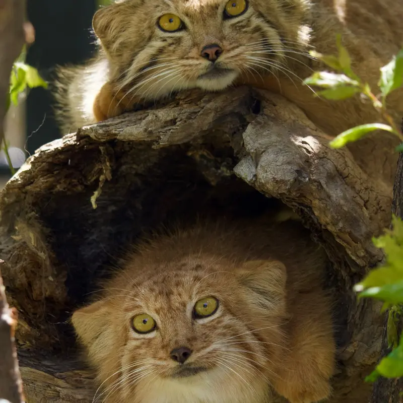 Фотография с манулом