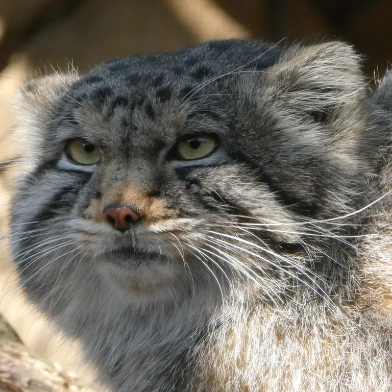 Фотография Нагому в Царстве Животных Насу