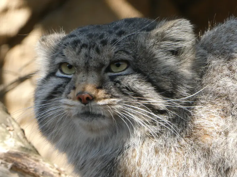 Фотография Нагому в Царстве Животных Насу