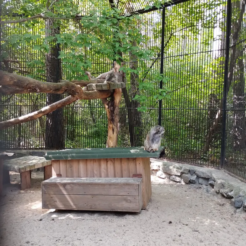 Фотография с манулом в Новосибирском Зоопарке