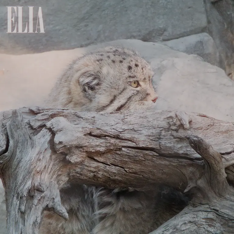 Фотография Олафа в Зоопарке Калгари / Институте Уайлдере