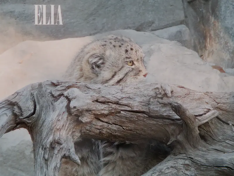 Фотография Олафа в Зоопарке Калгари / Институте Уайлдере