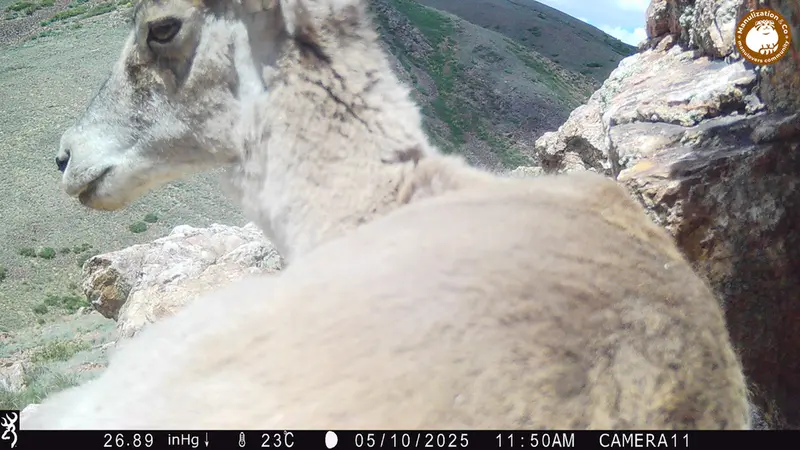 Фотография Аргали с фотоловушки Жунды 2 [новинка]