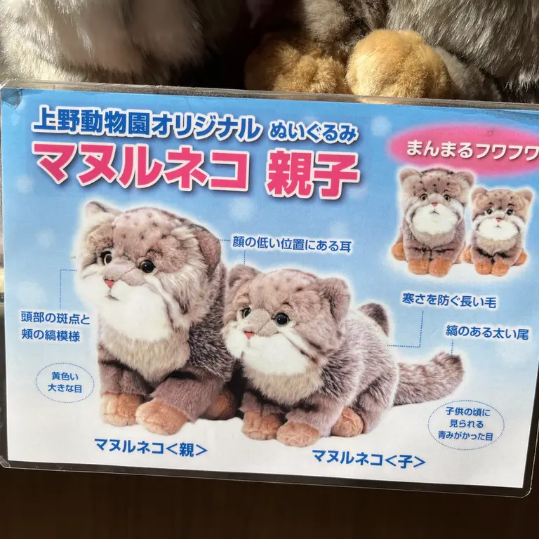 Фотография с манулом в Зоопарке Уено