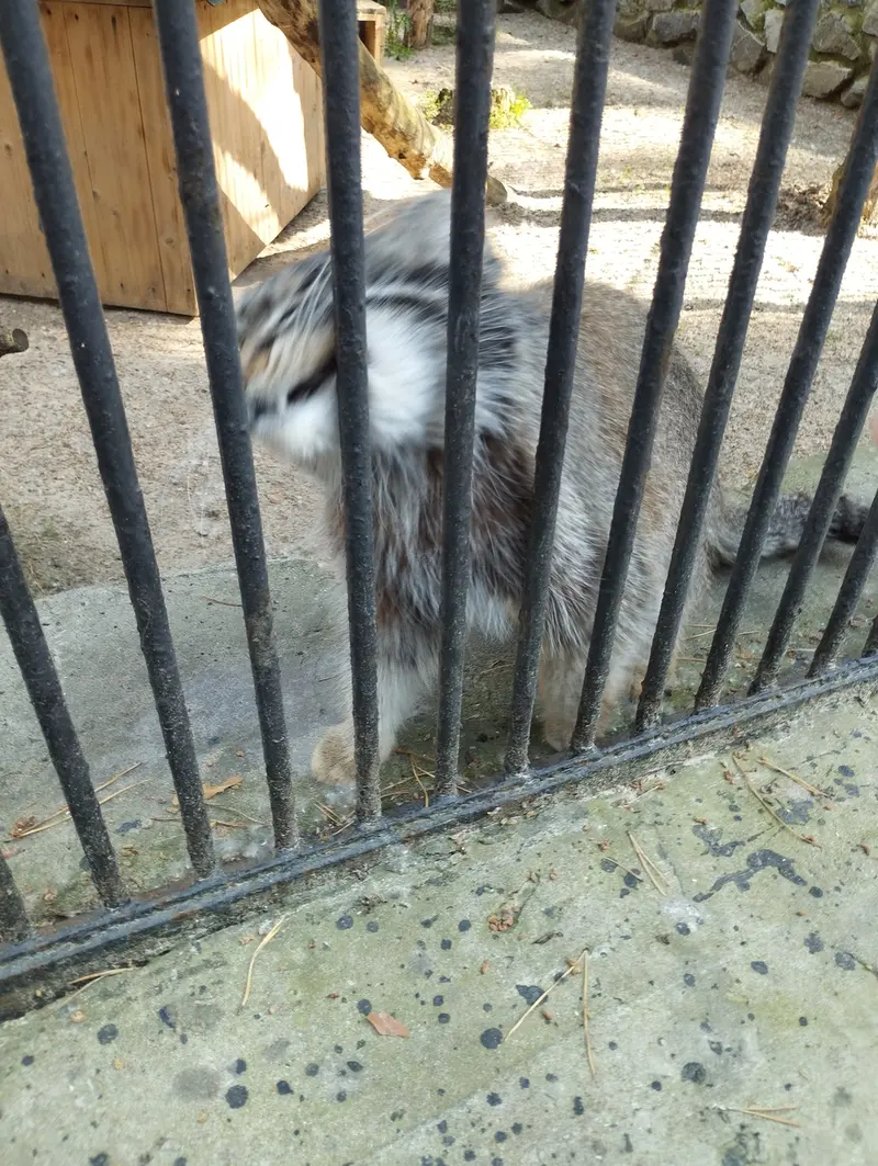 Фотография с манулом в Новосибирском Зоопарке