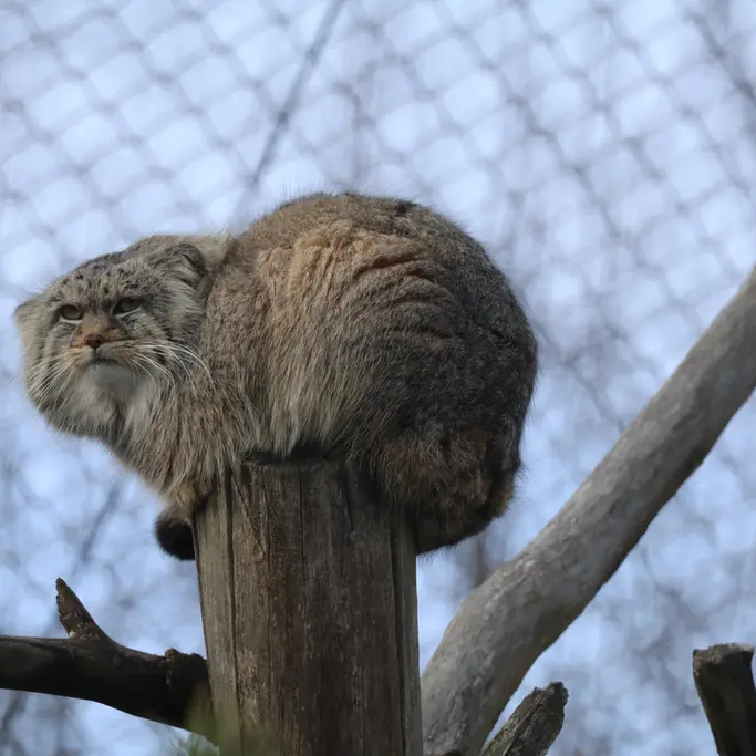 Фотография Аркаса в Зоопарке Коркеасаари