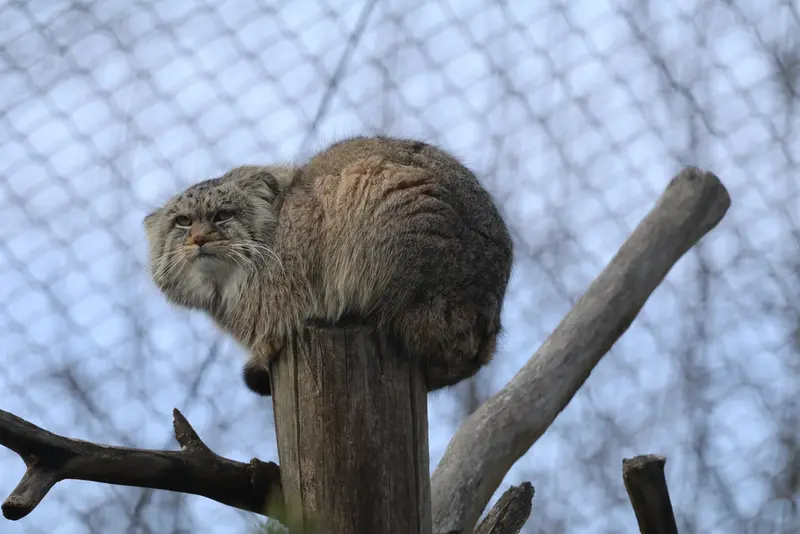 Фотография Аркаса в Зоопарке Коркеасаари