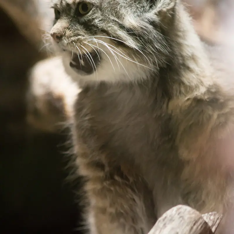 Фотография Примулы в Зоопарке Уено