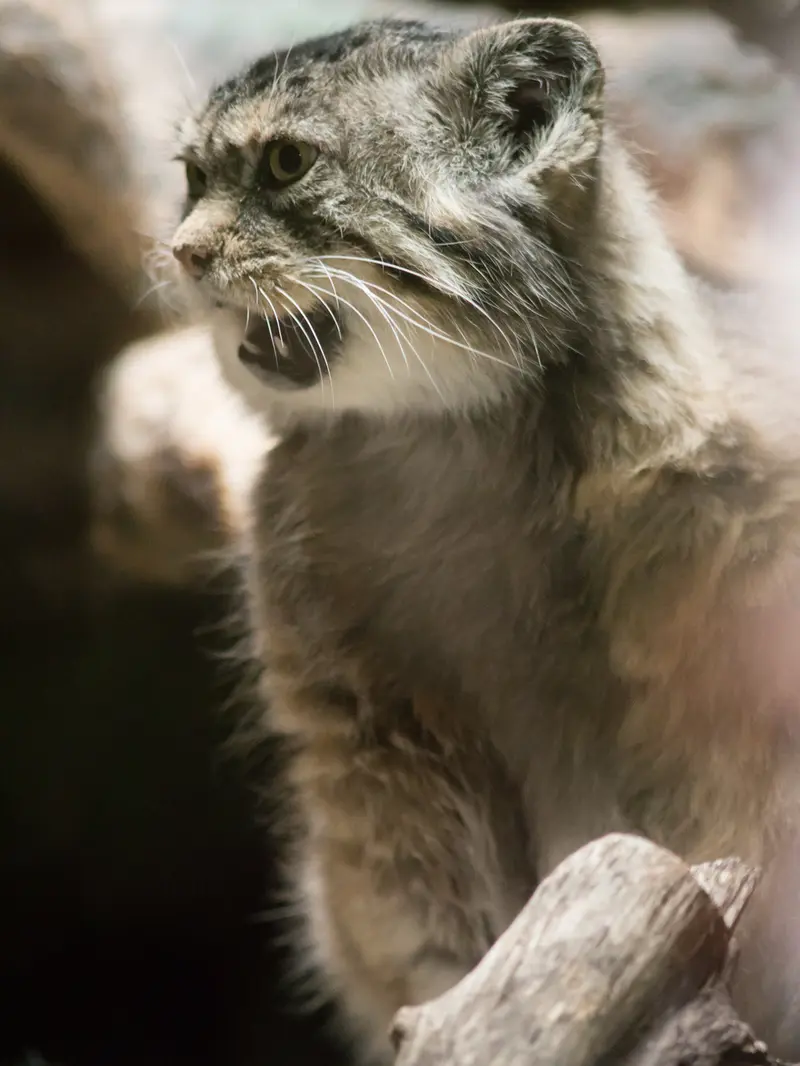 Фотография Примулы в Зоопарке Уено