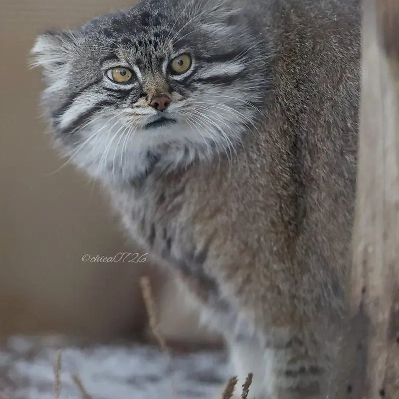Фотография Груши в Зоопарке Асахияма