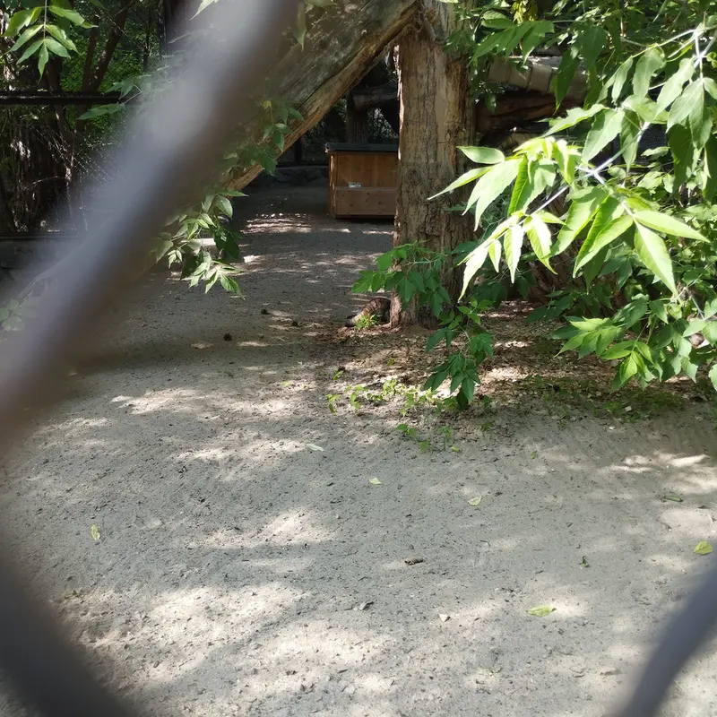 Фотография с манулом в Новосибирском Зоопарке