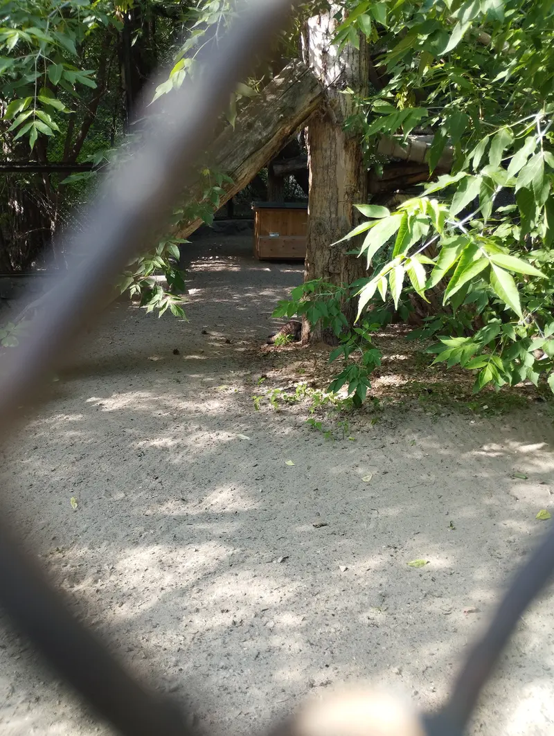 Фотография с манулом в Новосибирском Зоопарке