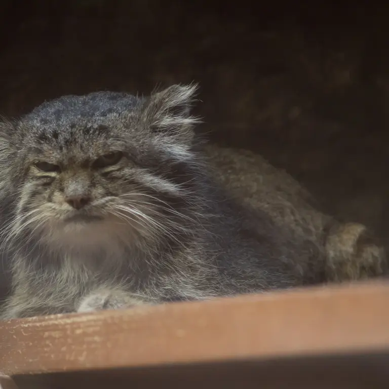 Фотография Клёна в Зоопарке Уено