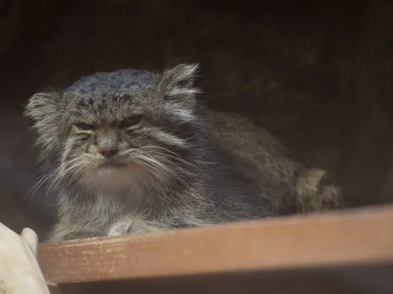 Фотография Клёна в Зоопарке Уено