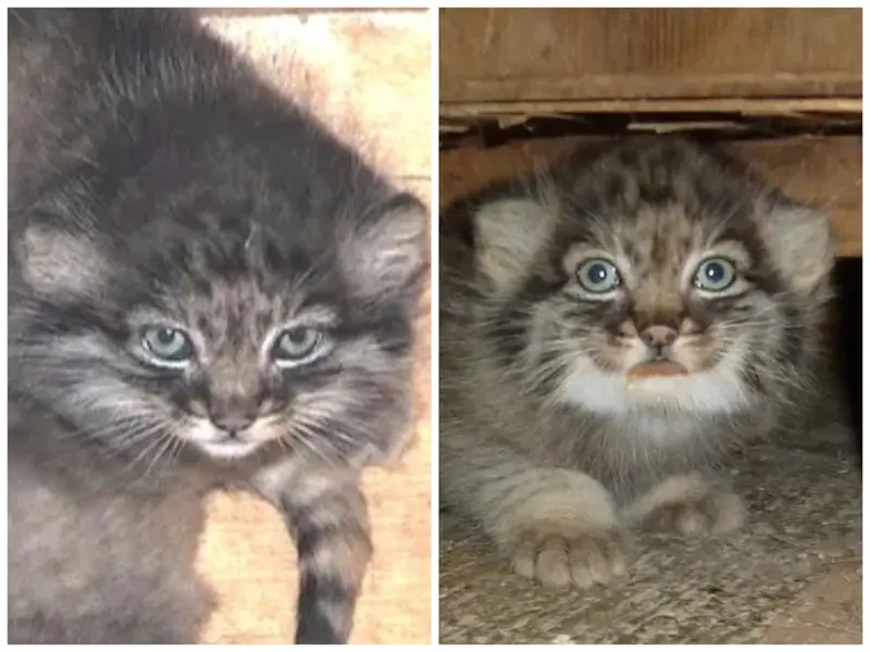 Фотография с манулом