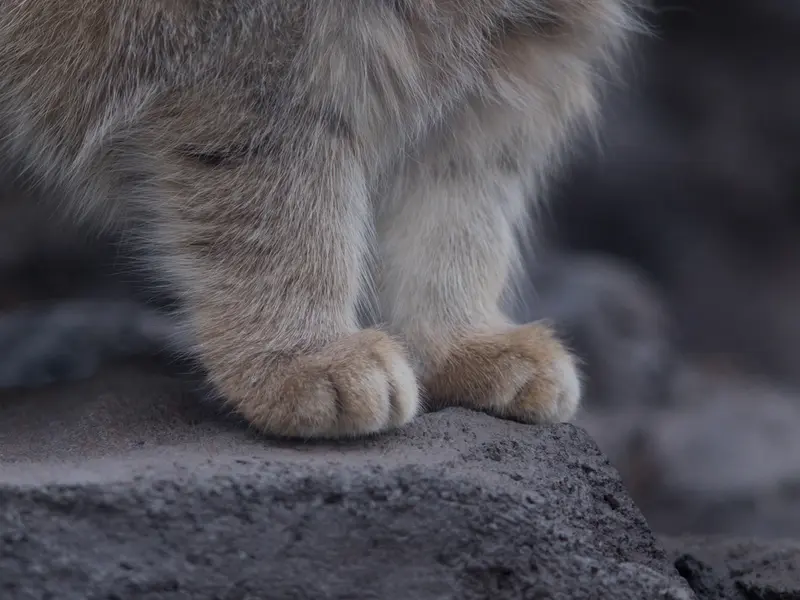 Фотография Груши в Зоопарке Асахияма