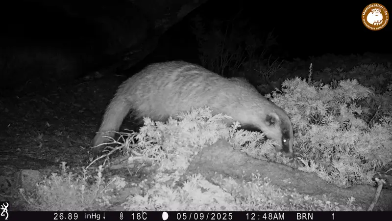 Фотография Азиатского Барсука с фотоловушки Шубарайгыр