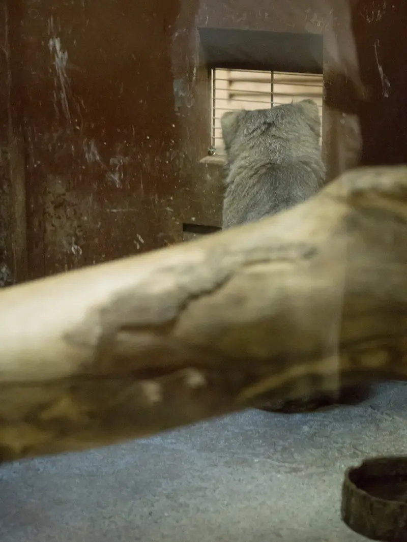 Фотография Клёна в Зоопарке Уено