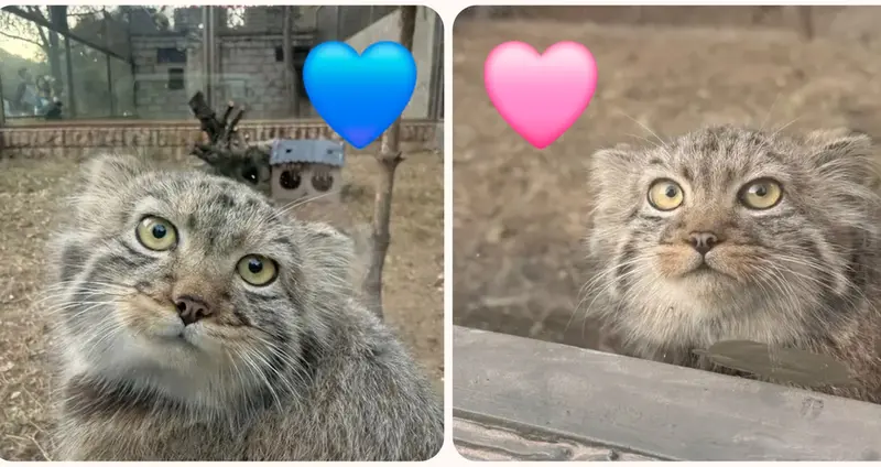 Фотография с манулом