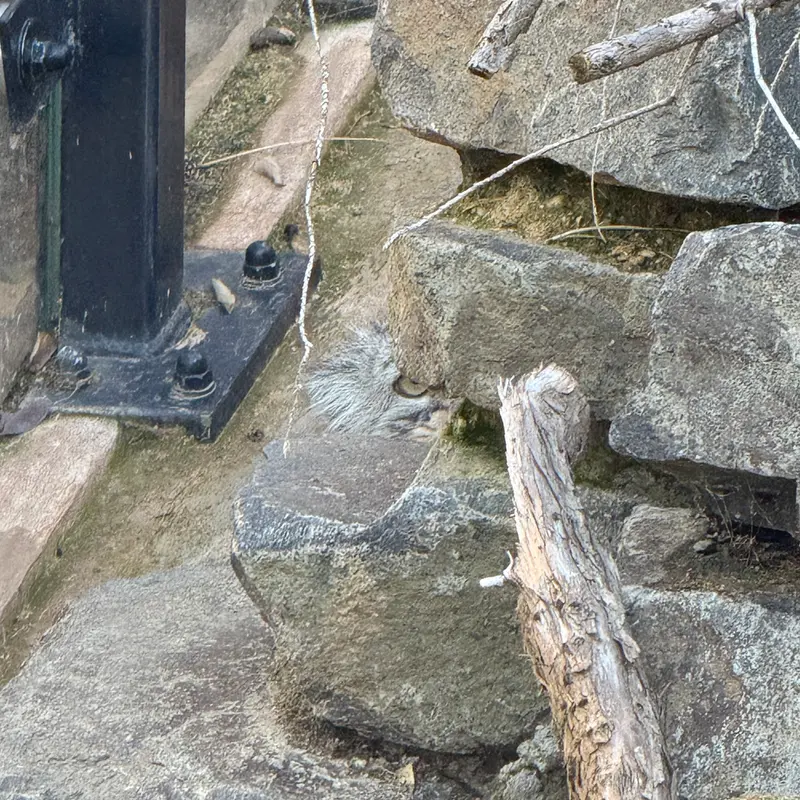 Фотография Принцессы в Пражском Зоопарке