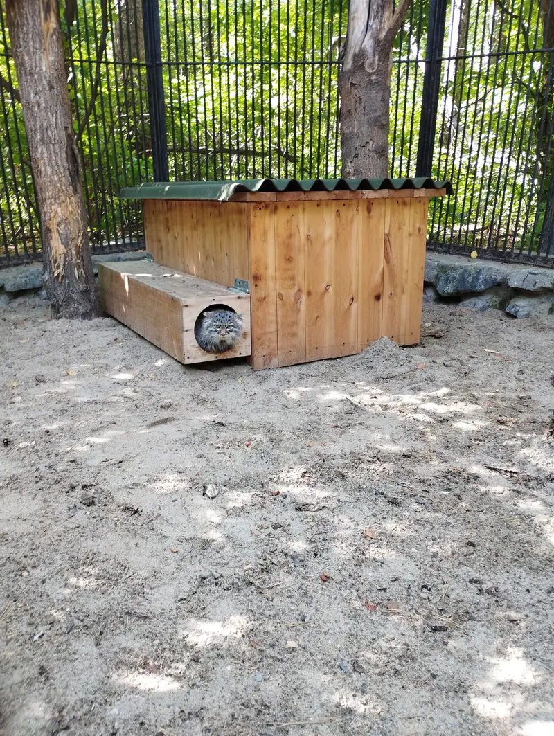 Фотография с манулом в Новосибирском Зоопарке