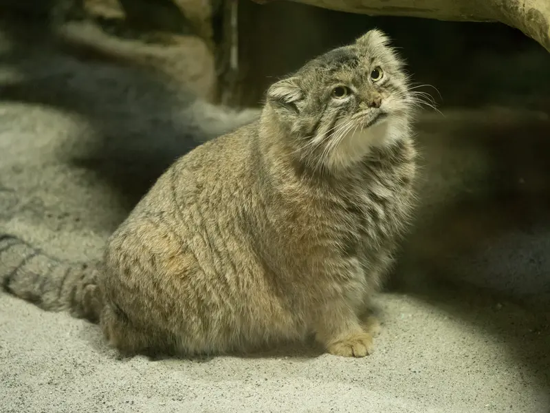 Фотография Примулы в Зоопарке Уено