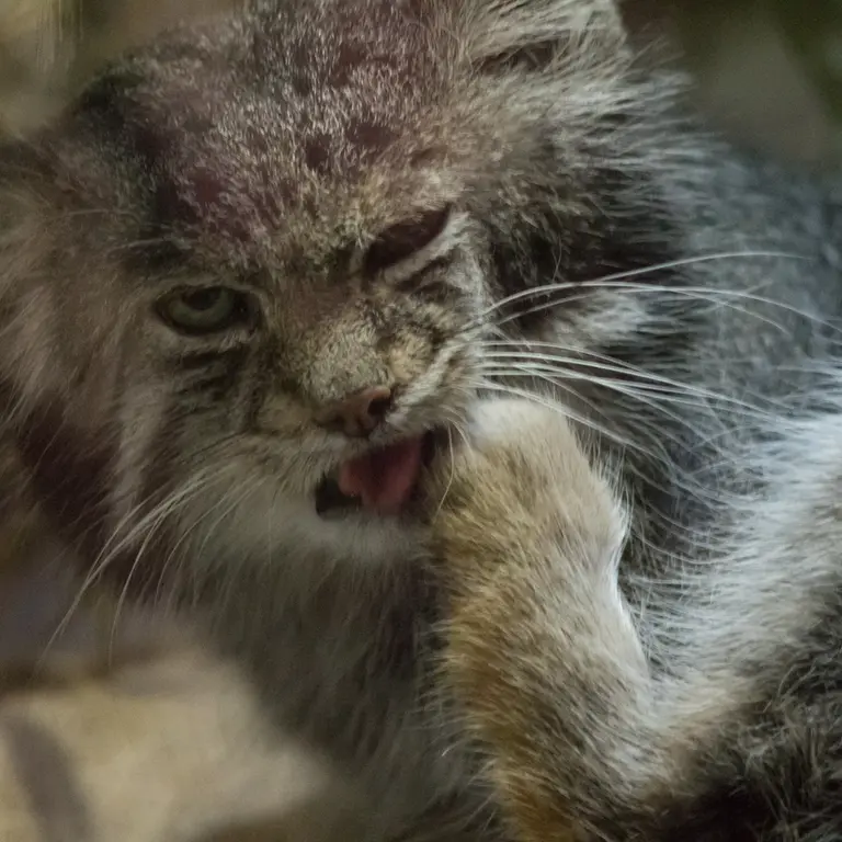 Фотография Клёна в Зоопарке Уено