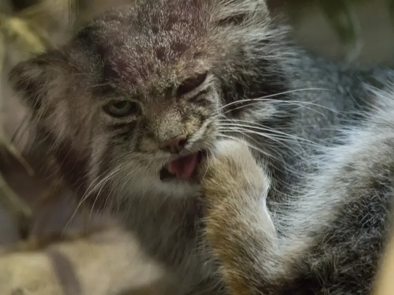 Фотография Клёна в Зоопарке Уено