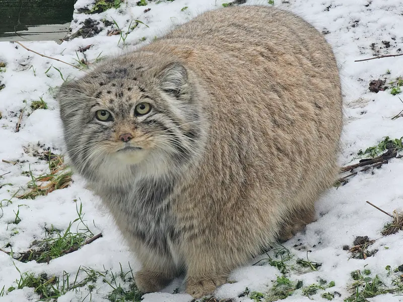 Фотография Бохуша в Будапештском Зоопарке