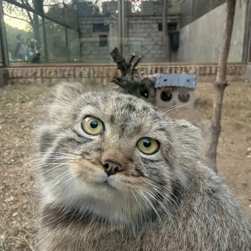 Фотография с манулом