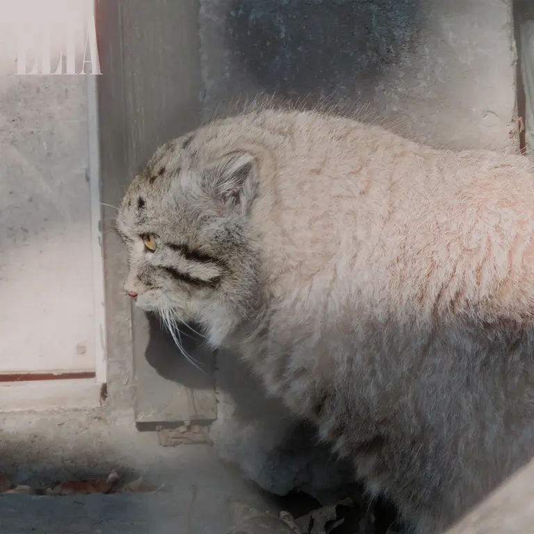 Фотография Олафа в Зоопарке Калгари / Институте Уайлдере