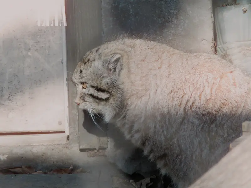 Фотография Олафа в Зоопарке Калгари / Институте Уайлдере